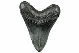 Fossil Megalodon Tooth - South Carolina #327557-1